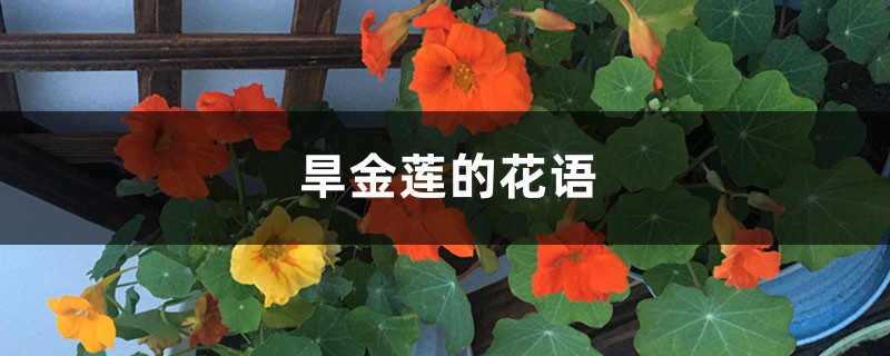 旱金莲的花语和寓意 旱金莲的花语和寓意