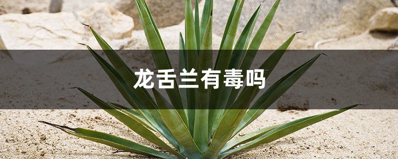 龙舌兰有毒吗 龙舌兰有毒吗
