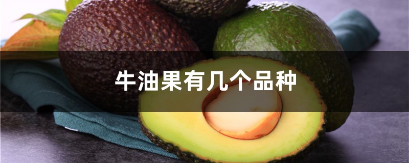 牛油果有几个品种 牛油果有几个品种