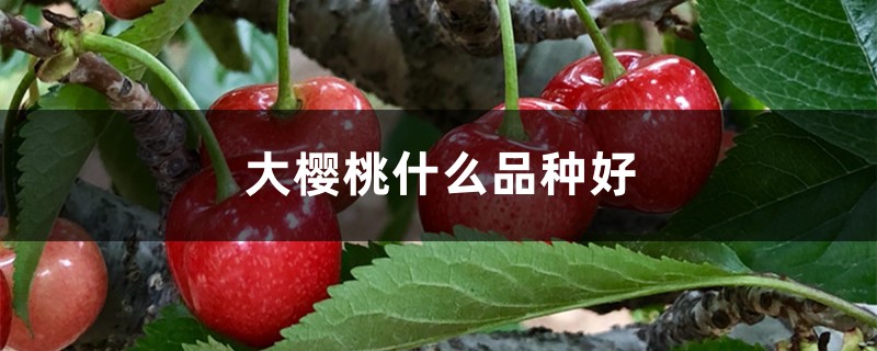 大樱桃什么品种好 大樱桃什么品种好
