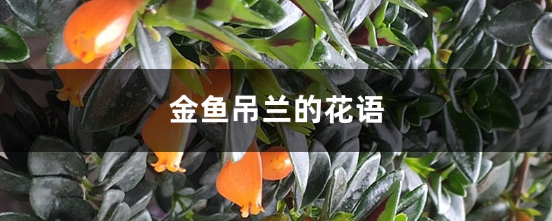 金鱼吊兰的花语和寓意 金鱼吊兰的花语和寓意