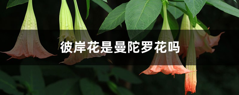 彼岸花是曼陀罗花吗 彼岸花是曼陀罗花吗