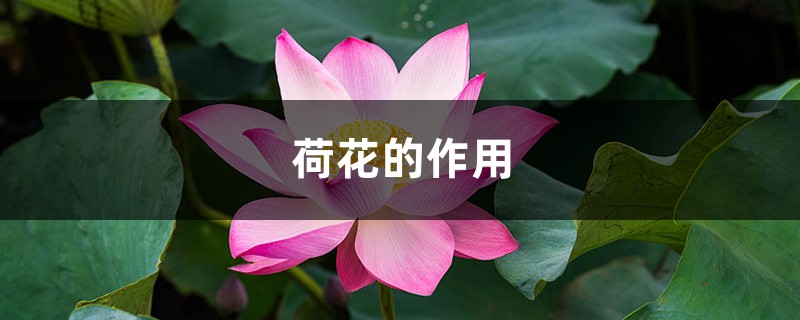荷花的作用 荷花的作用