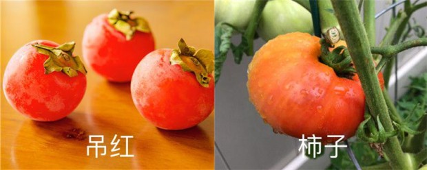 吊红和柿子区别 吊红和柿子区别
