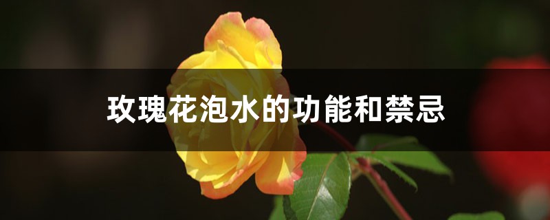 玫瑰花泡水的功能和禁忌 玫瑰花泡水的功能和禁忌