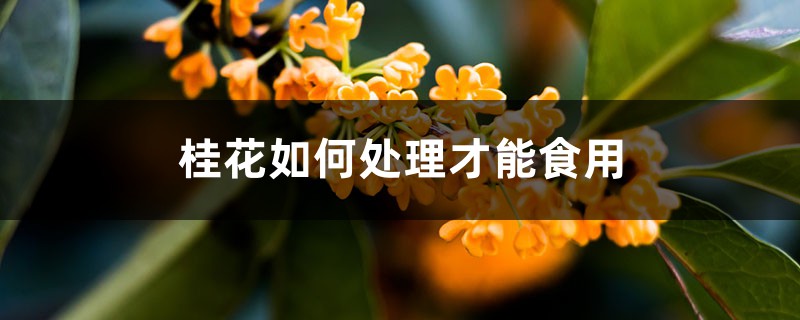 桂花如何处理才能食用 桂花如何处理才能食用