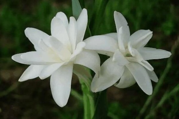 卧室里这7种花千万不能养 卧室里这7种花千万不能养