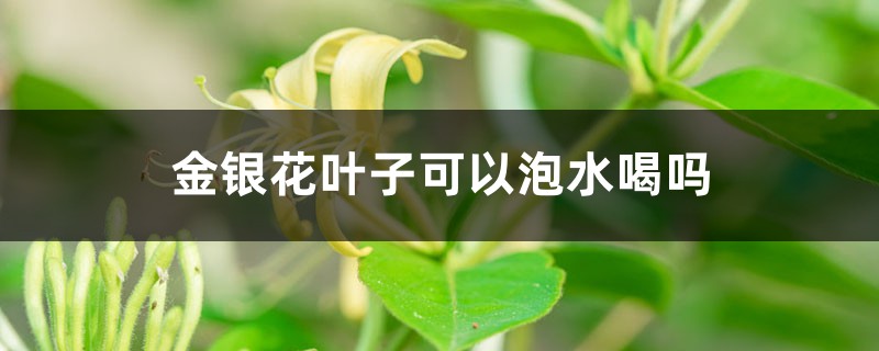 金银花叶子可以泡水喝吗 金银花叶子可以泡水喝吗