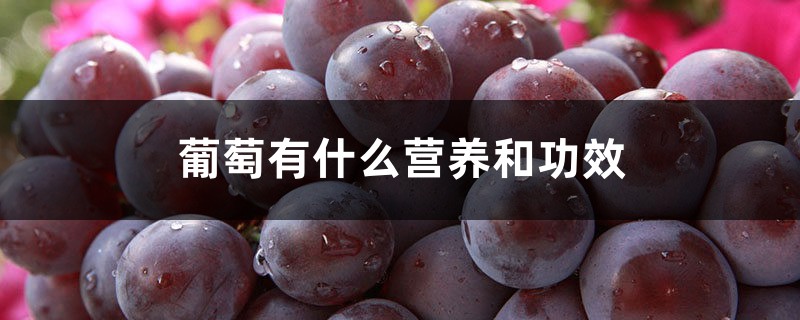 葡萄有什么营养和功效 葡萄有什么营养和功效