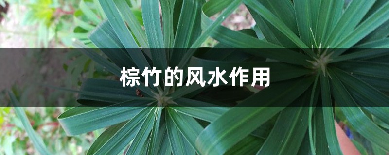 棕竹的风水作用 棕竹的风水作用