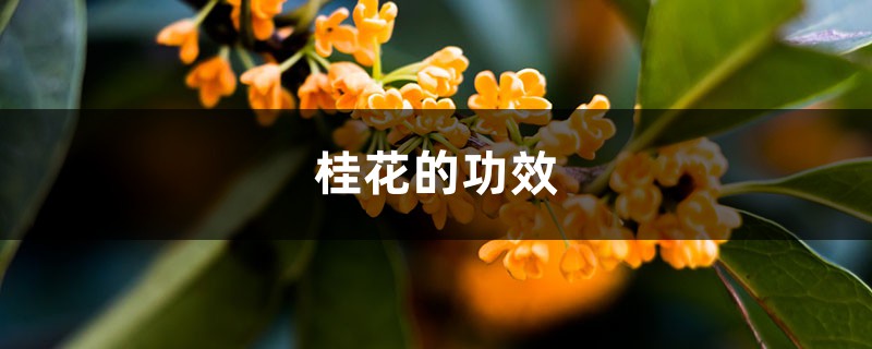 桂花的功效 桂花的功效