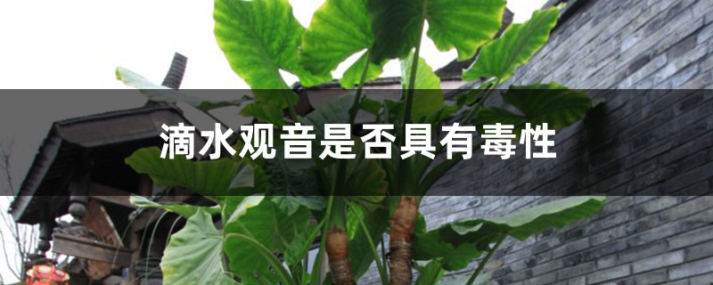 滴水观音是否具有毒性 滴水观音是否具有毒性