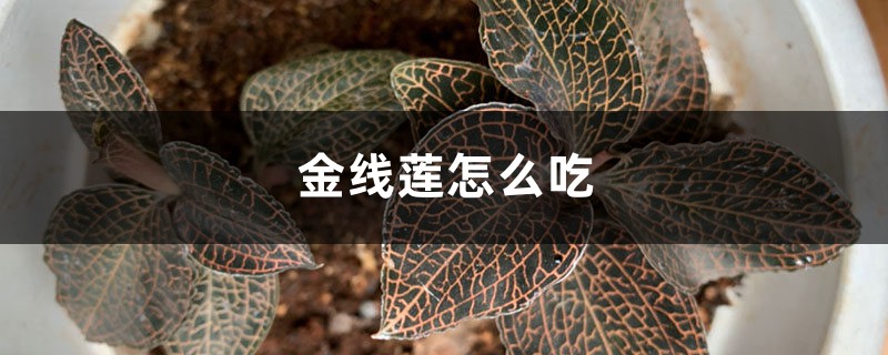 金线莲怎么吃 金线莲怎么吃