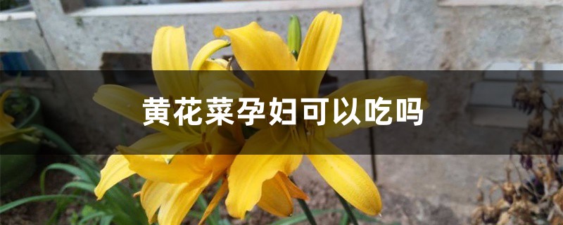 黄花菜孕妇可以吃吗 黄花菜孕妇可以吃吗