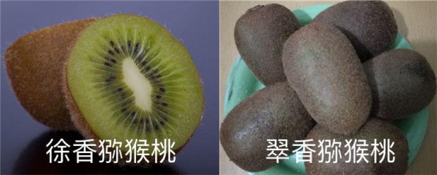 徐香猕猴桃和翠香猕猴桃的区别 徐香猕猴桃和翠香猕猴桃的区别