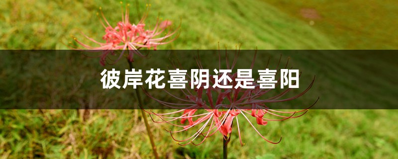 彼岸花喜阴还是喜阳 彼岸花喜阴还是喜阳