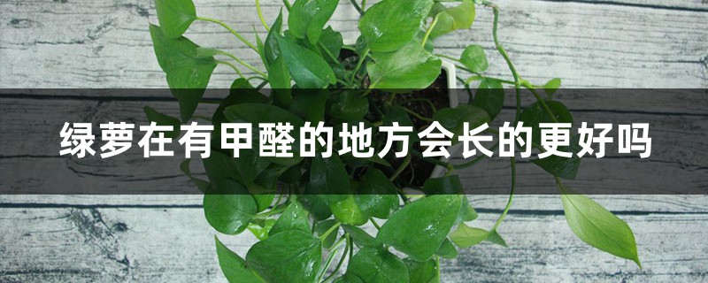 绿萝在有甲醛的地方会长的更好吗 绿萝在有甲醛的地方会长的更好吗