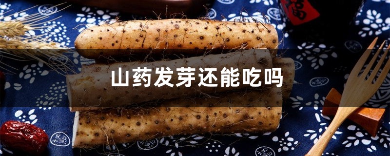 山药发芽还能吃吗 山药发芽还能吃吗