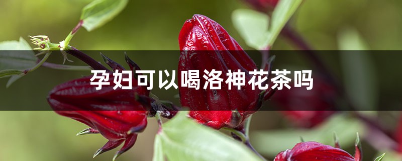 洛神花茶功效 洛神花茶功效