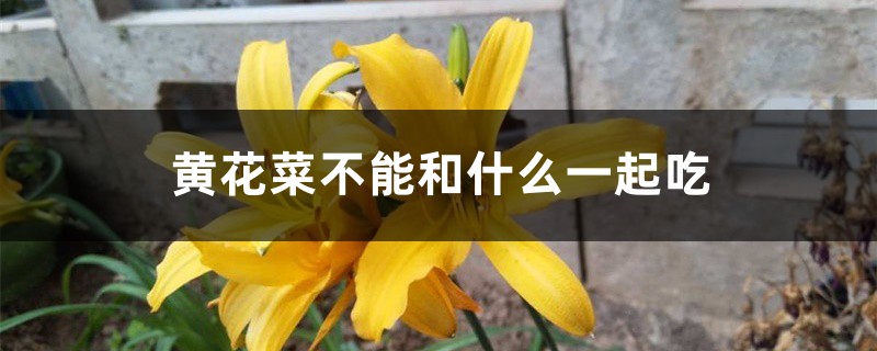 黄花菜不能和什么一起吃 黄花菜不能和什么一起吃