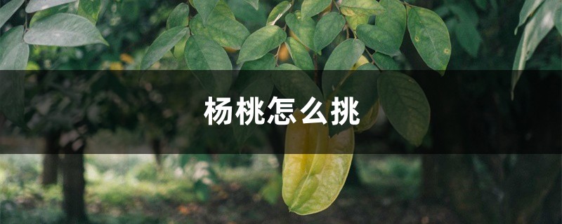 杨桃怎么挑 杨桃怎么挑