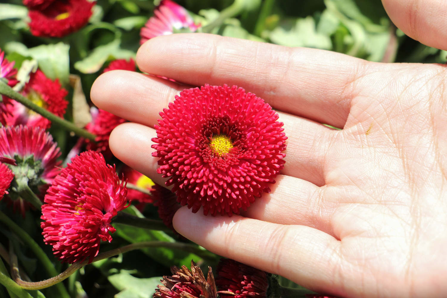 小雏菊的花语是什么 小雏菊的花语是什么