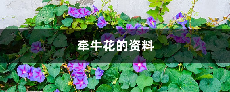 牵牛花的资料 牵牛花的资料