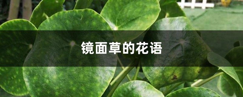 镜面草的花语和寓意 镜面草的花语和寓意