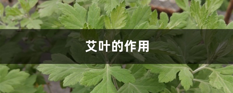 艾叶的作用 艾叶的作用