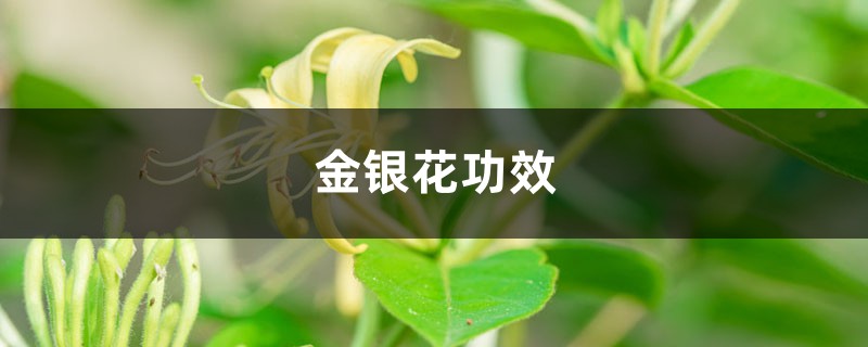金银花有什么功效 金银花有什么功效