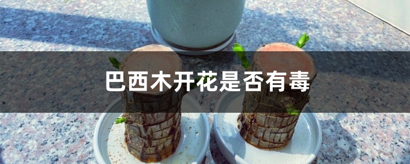 巴西木开花有毒吗 巴西木开花有毒吗