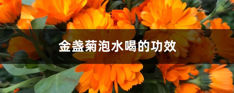 金盏菊泡水喝的功效 金盏菊泡水喝的功效