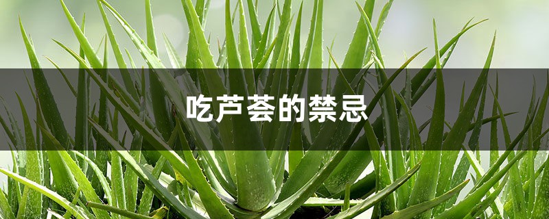 吃芦荟的禁忌 吃芦荟的禁忌