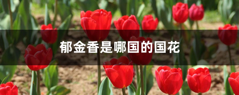 郁金香是哪国的国花 郁金香是哪国的国花