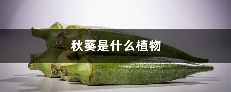秋葵是什么植物 秋葵是什么植物