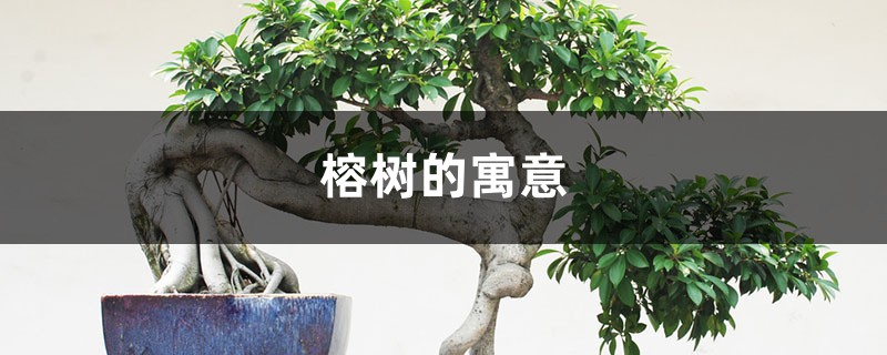 榕树的寓意 榕树的寓意