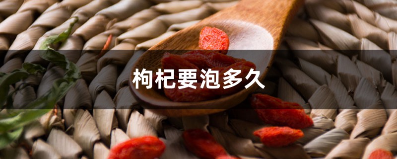 枸杞要泡多久 枸杞要泡多久
