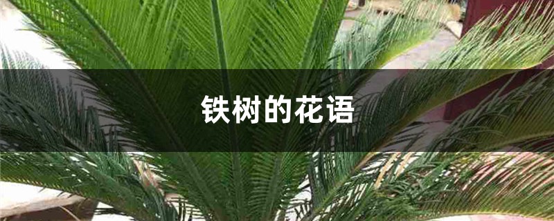 铁树的花语和寓意 铁树的花语和寓意
