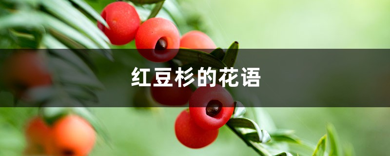 红豆杉的花语和寓意 红豆杉的花语和寓意