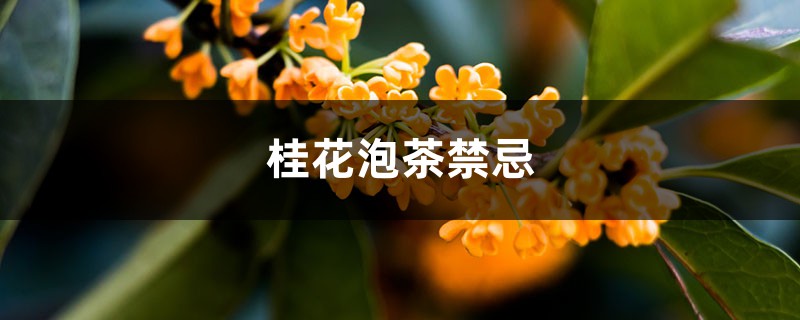桂花泡茶禁忌 桂花泡茶禁忌