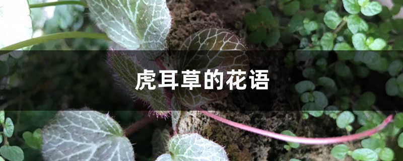 虎耳草的花语和寓意 虎耳草的花语和寓意
