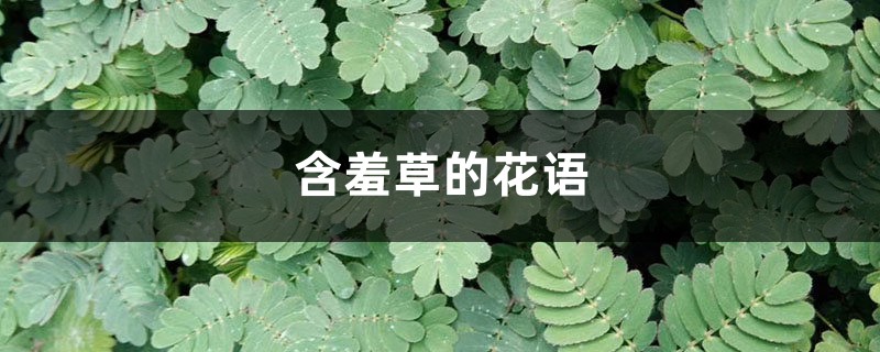 含羞草的花语和寓意 含羞草的花语和寓意