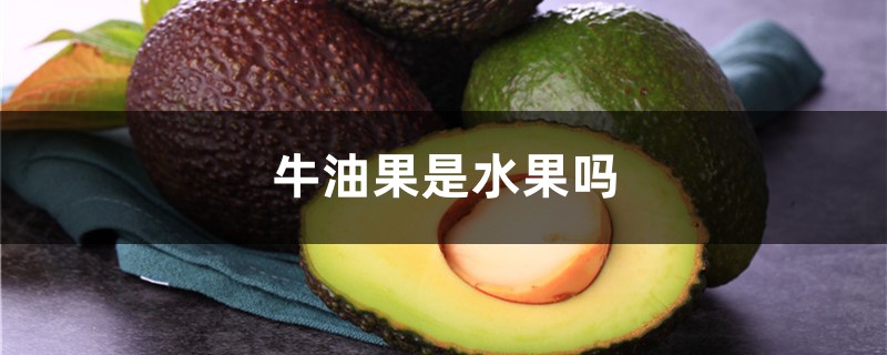 牛油果是水果吗 牛油果是水果吗