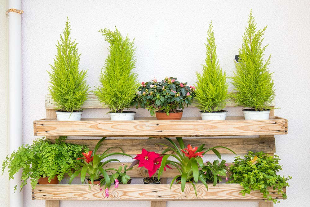 露薇花可以放在室内吗 露薇花可以放在室内吗