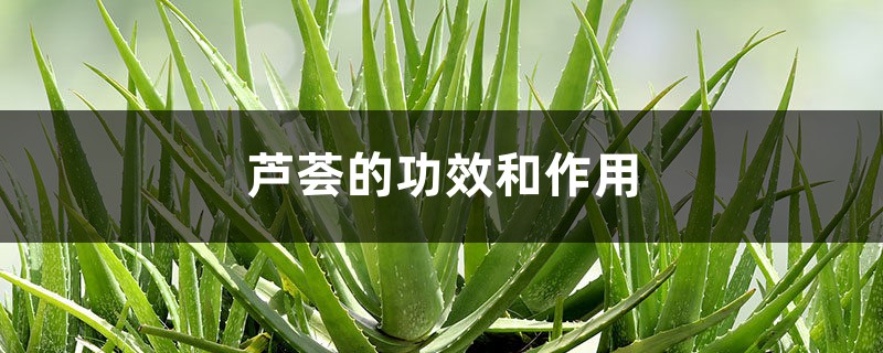 芦荟的功效和作用 芦荟的功效和作用