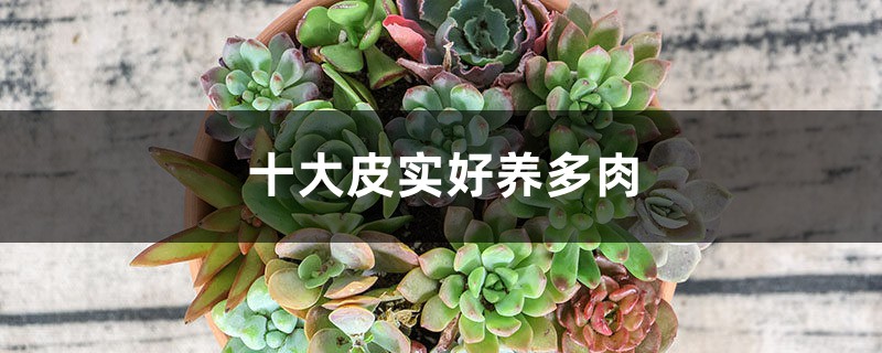 十大皮实好养多肉 十大皮实好养多肉