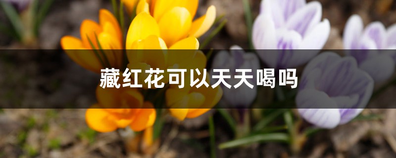 藏红花可以天天喝吗 藏红花可以天天喝吗