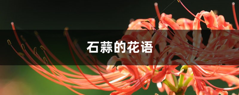 石蒜的花语和寓意 石蒜的花语和寓意