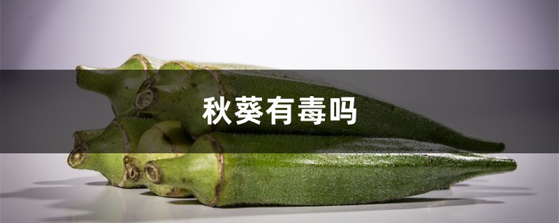 秋葵有毒吗 秋葵有毒吗