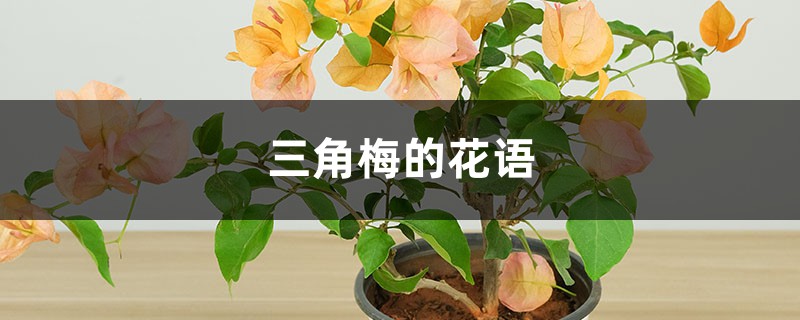 三角梅的花语 三角梅的花语